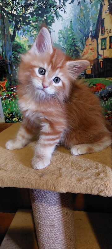 Bodiamlife Perseya - Kitten maine-coon 1 month 2.5 weeks