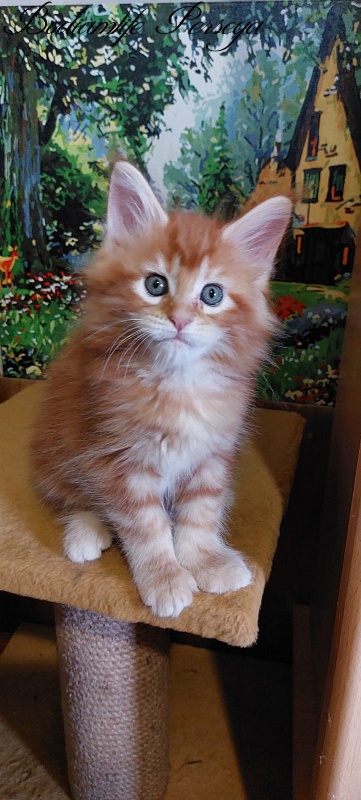 Bodiamlife Perseya - Kitten maine-coon 1 month 2.5 weeks