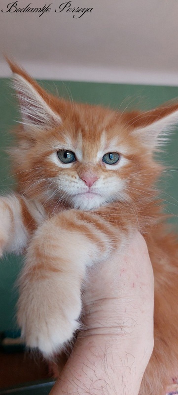 Bodiamlife Perseya - Kitten maine-coon 1 month 2.5 weeks