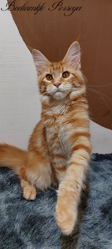 Bodiamlife Perseya - Kitten maine-coon 5 months 4 weeks