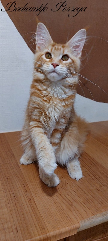 Bodiamlife Perseya - Kitten maine-coon 4 months 3 weeks