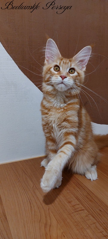 Bodiamlife Perseya - Kitten maine-coon 4 months 3 weeks