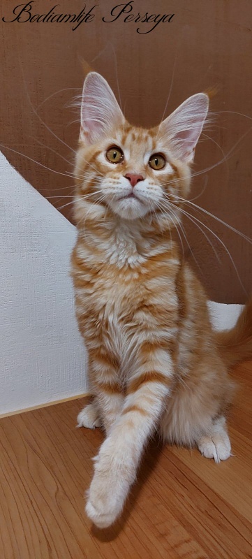 Bodiamlife Perseya - Kitten maine-coon 4 months 3 weeks