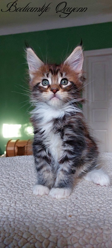 Bodiamlife Quatrro - Kitten maine-coon 1 month 4 weeks