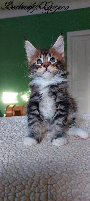 Bodiamlife Quatrro - Kitten maine-coon 1 month 4 weeks