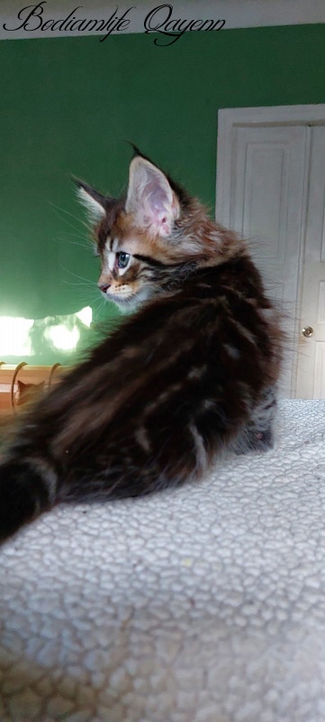 Bodiamlife Quatrro - Kitten maine-coon 1 month 4 weeks