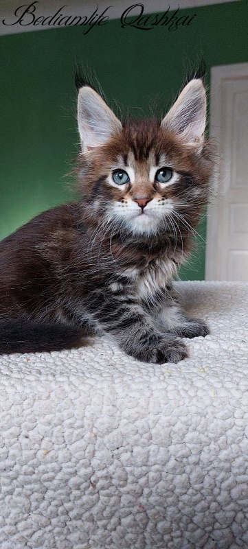 Bodiamlife Qay - Kitten maine-coon 1 month 4 weeks