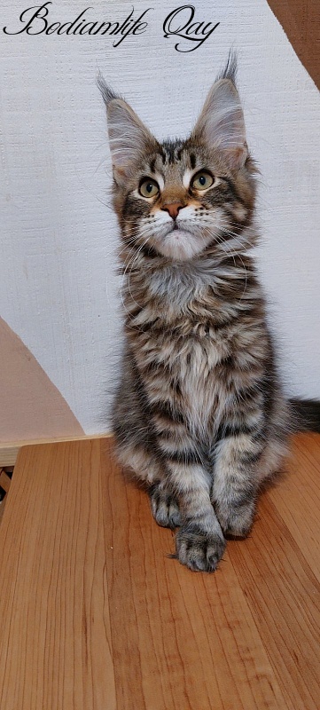 Bodiamlife Qay - Kitten maine-coon 3 months 3.5 weeks