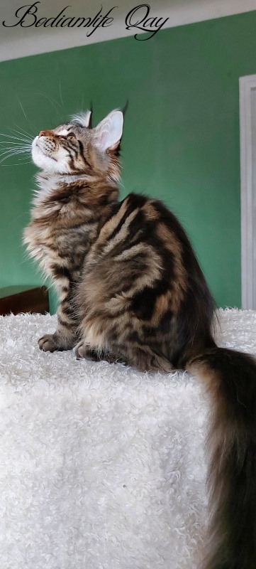 Bodiamlife Qay - Kitten maine-coon 4 months 1.5 week