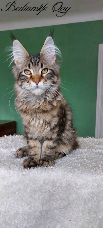 Bodiamlife Qay - Kitten maine-coon 4 months 1.5 week