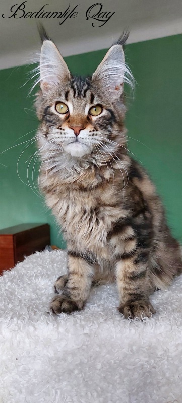 Bodiamlife Qay - Kitten maine-coon 4 months 1.5 week