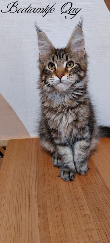 Bodiamlife Qay - Kitten maine-coon 3 months 3.5 weeks