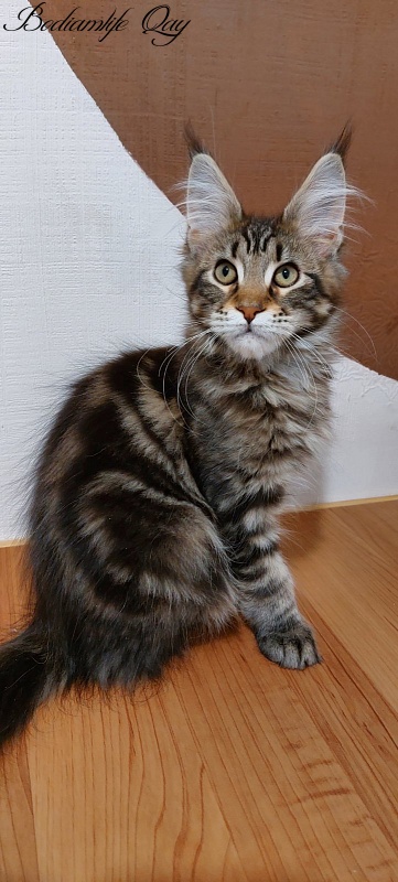 Bodiamlife Qay - Kitten maine-coon 3 months 3.5 weeks