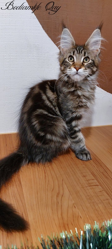 Bodiamlife Qay - Kitten maine-coon 3 months 3.5 weeks