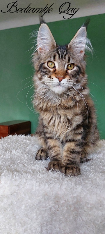 Bodiamlife Qay - Kitten maine-coon 4 months 1.5 week