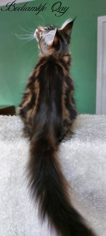 Bodiamlife Qay - Kitten maine-coon 4 months 1.5 week