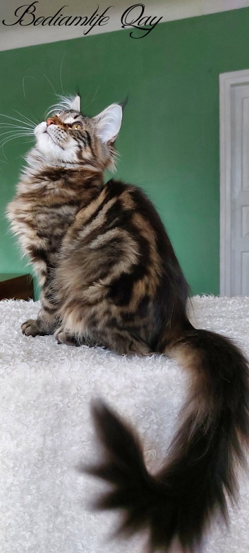 Bodiamlife Qay - Kitten maine-coon 4 months 1.5 week