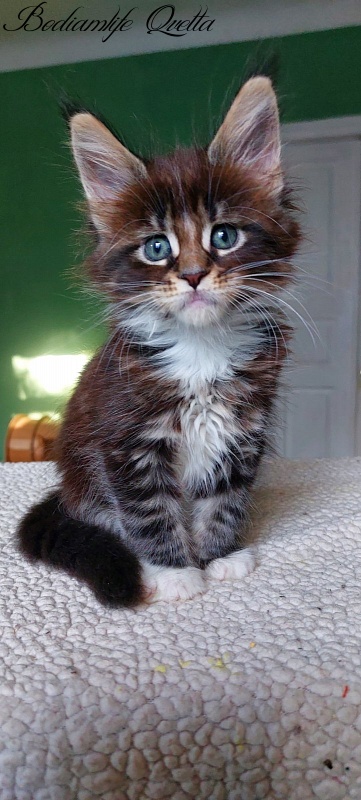 Bodiamlife Qvetta - Kitten maine-coon 1 month 4 weeks