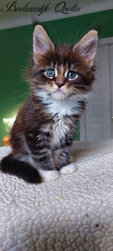 Bodiamlife Qvetta - Kitten maine-coon 1 month 4 weeks