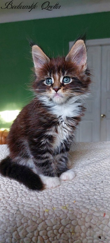 Bodiamlife Qvetta - Kitten maine-coon 1 month 4 weeks