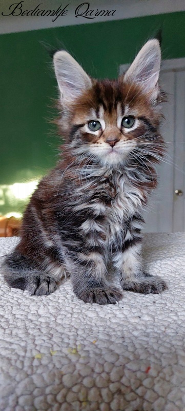 Bodiamlife Qarma - Kitten maine-coon 1 month 4 weeks