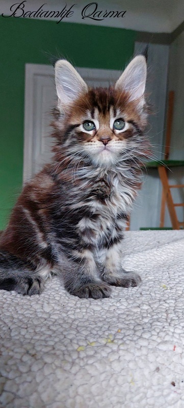Bodiamlife Qarma - Kitten maine-coon 1 month 4 weeks