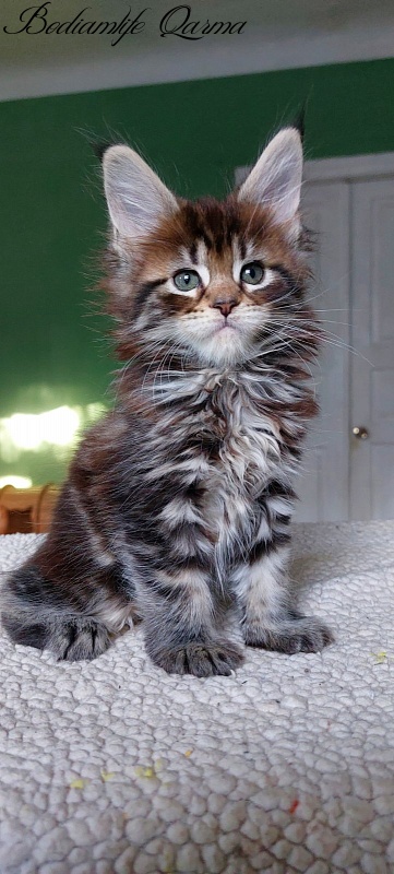 Bodiamlife Qarma - Kitten maine-coon 1 month 4 weeks