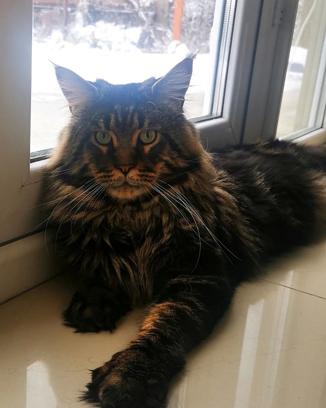 Bodiamlife Quasar - maine-coon