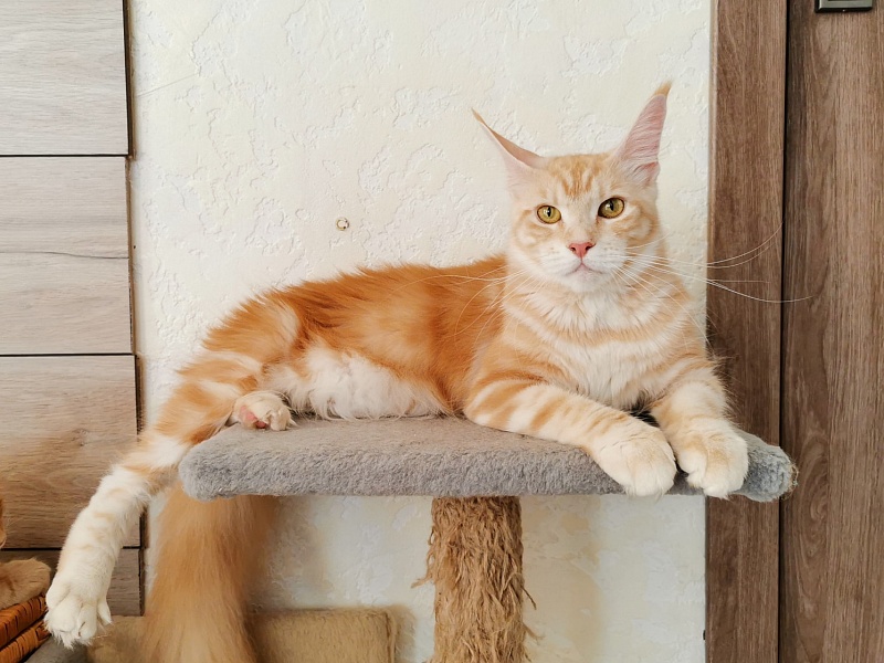 Mariell Marmle Symphony - maine-coon