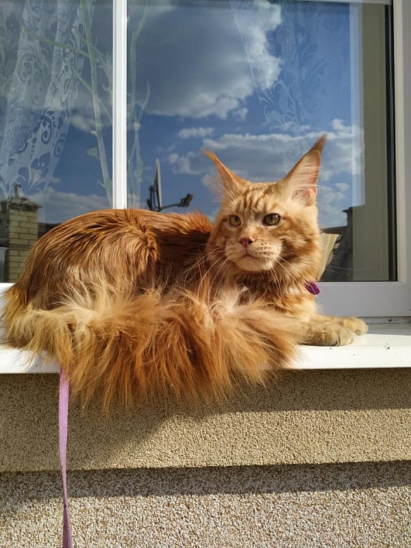 Glamour Marmle Symphony - maine-coon