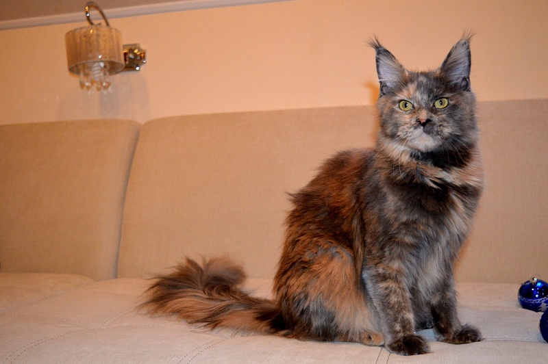 Blue Plush Marmle Symphony - maine-coon