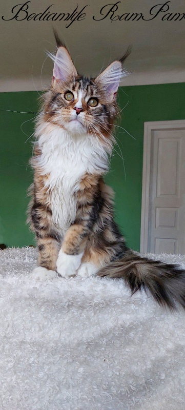 Bodiamlife RamPamPam - Kitten maine-coon 4 months 0.5 weeks