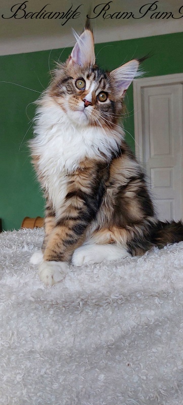 Bodiamlife RamPamPam - Kitten maine-coon 4 months 0.5 weeks