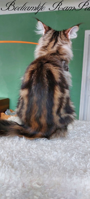Bodiamlife RamPamPam - Kitten maine-coon 4 months 0.5 weeks