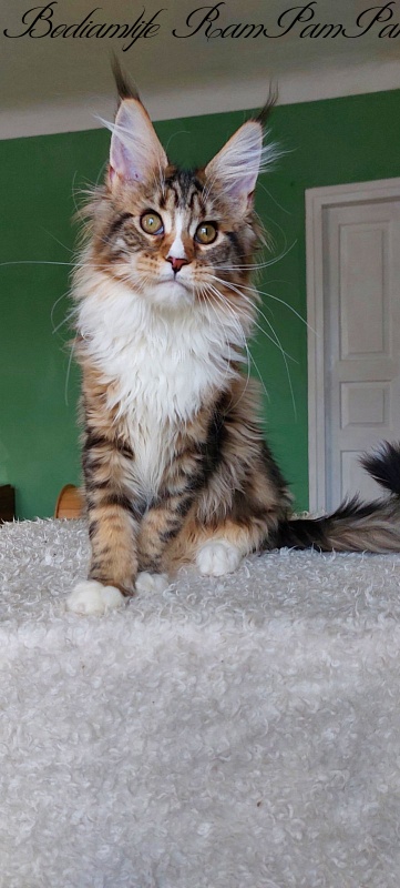 Bodiamlife RamPamPam - Kitten maine-coon 4 months 0.5 weeks
