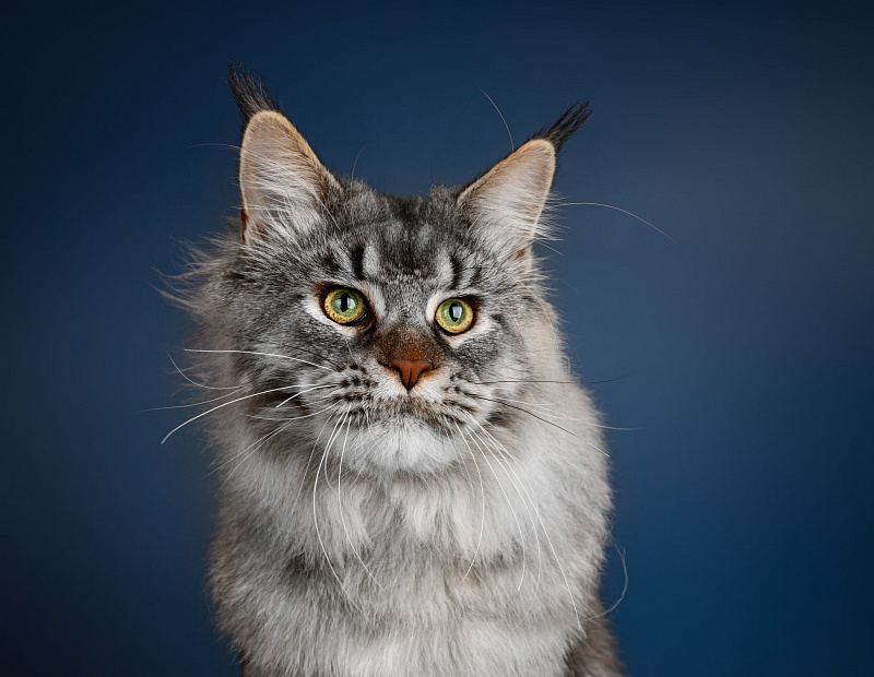 Ascent Quintin - maine-coon