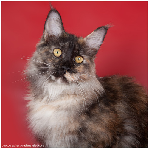 Mainelynx Guayarmina - maine-coon