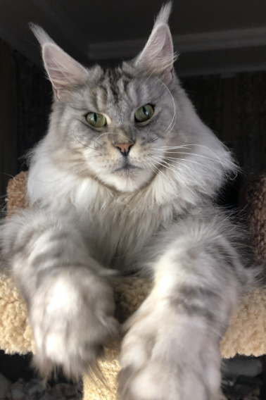 Ascent Konfetka - maine-coon