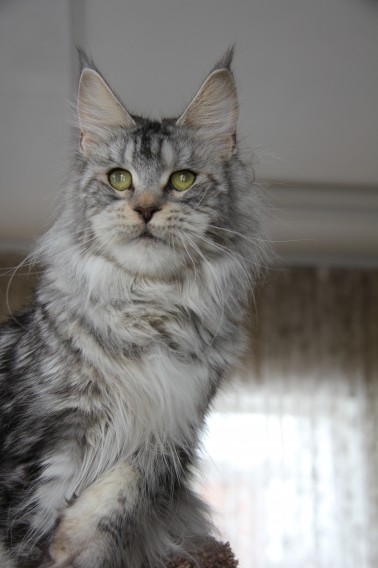 Ascent Afrodita - maine-coon