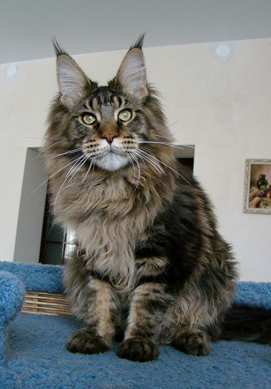 Familysilver Jaroslav - maine-coon
