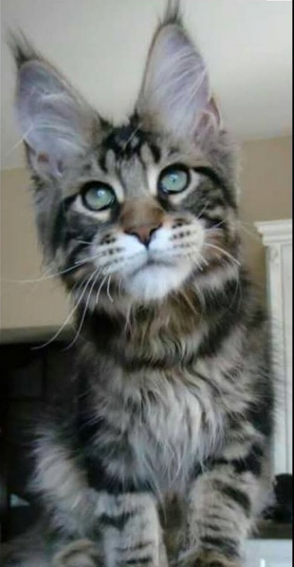 Mainegiants Evan - maine-coon