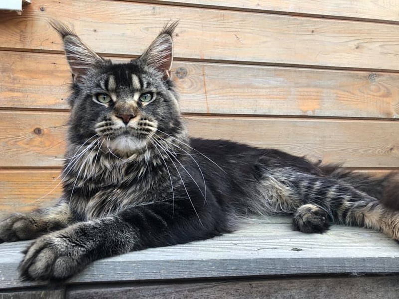 Tri-D Paradise - maine-coon