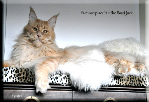 Summerplace Hit the Road Jack - maine-coon