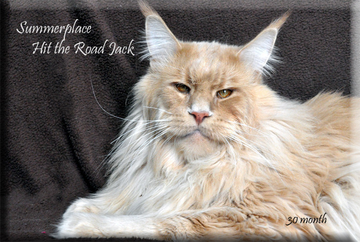 Summerplace Hit the Road Jack - Adult maine-coon 2 years 5 months 3.5 weeks