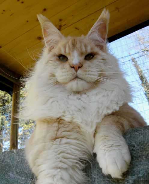 Log Cabin Shags Kashmir - maine-coon 02/22/2012