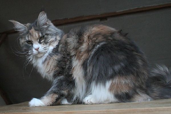 Justcoons Cute Cookie - maine-coon 02/22/2013