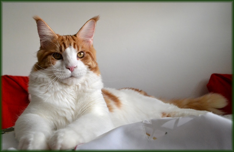 Theseus of Gatt'Opera - maine-coon