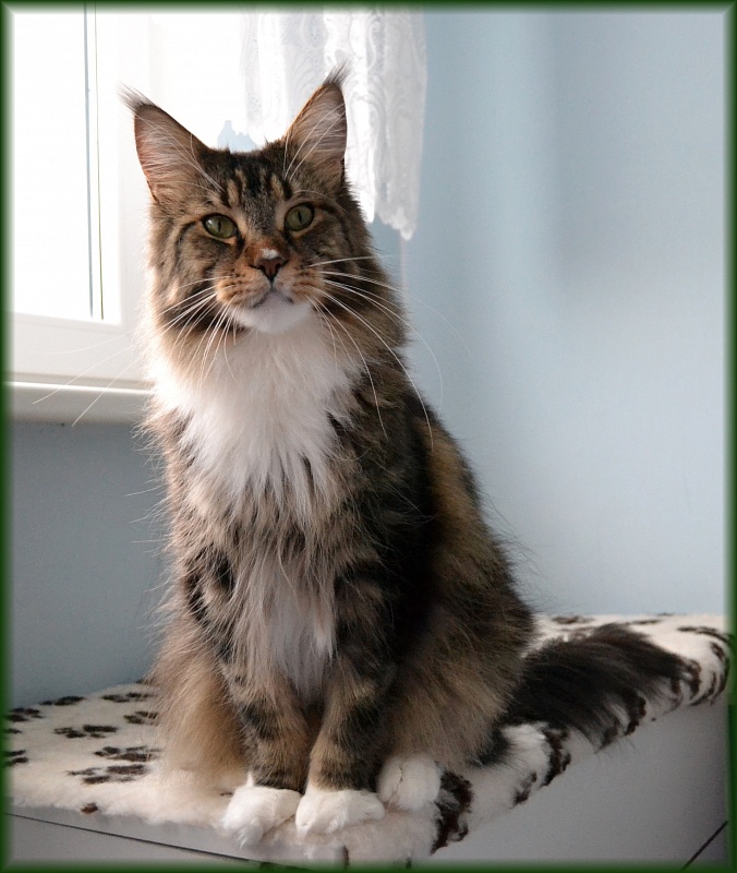 Shonycoon's Sebastian - maine-coon