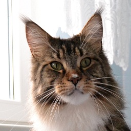 Shonycoon's Sebastian