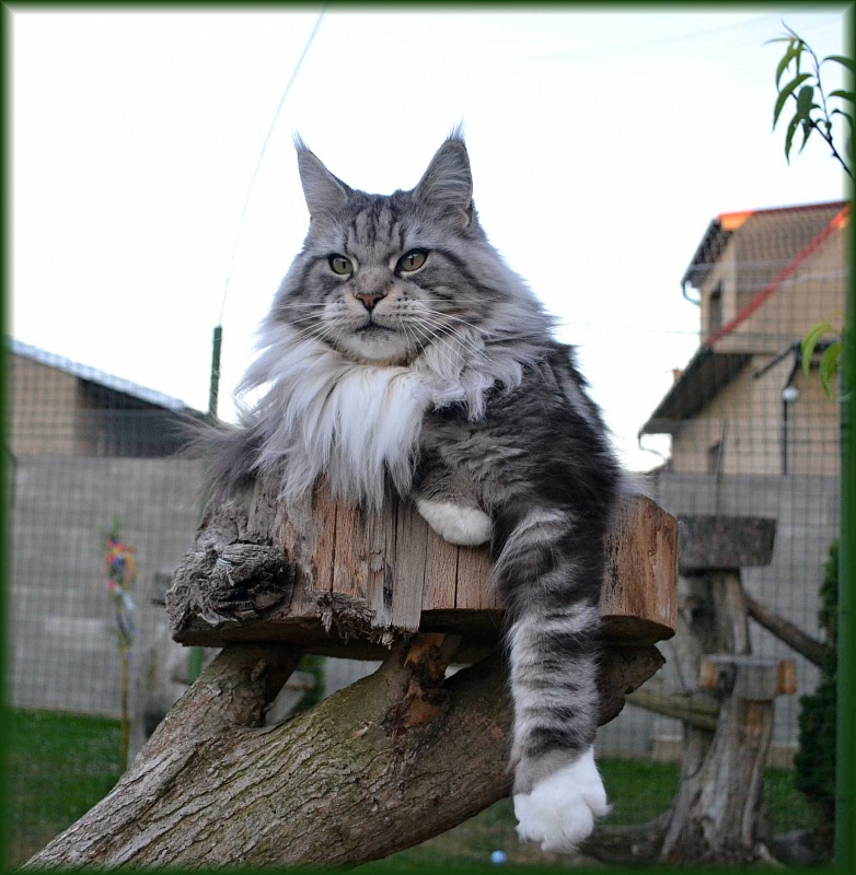 Ollie Oria of Sudden Blazing - maine-coon